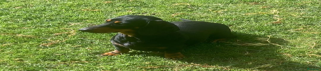 Dachshund Puppy 2