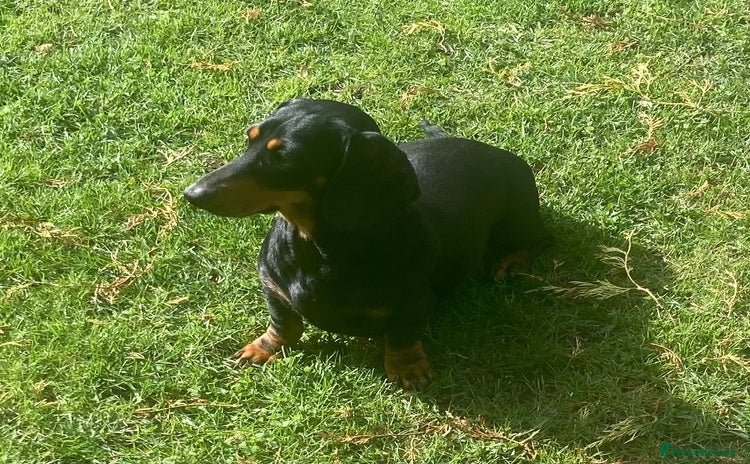 Dachshund dogs - Advert 2