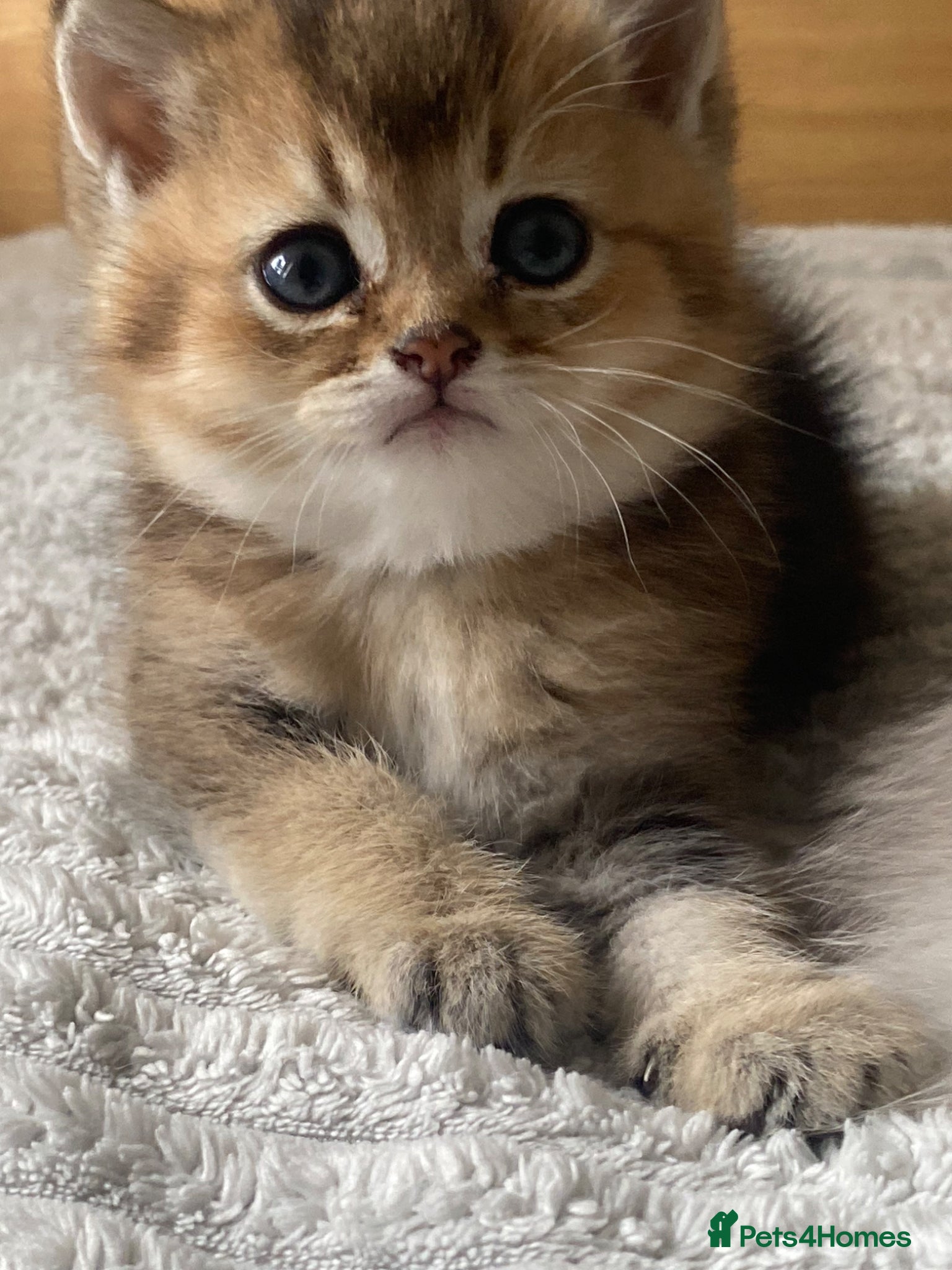 British Shorthair Kitten 2