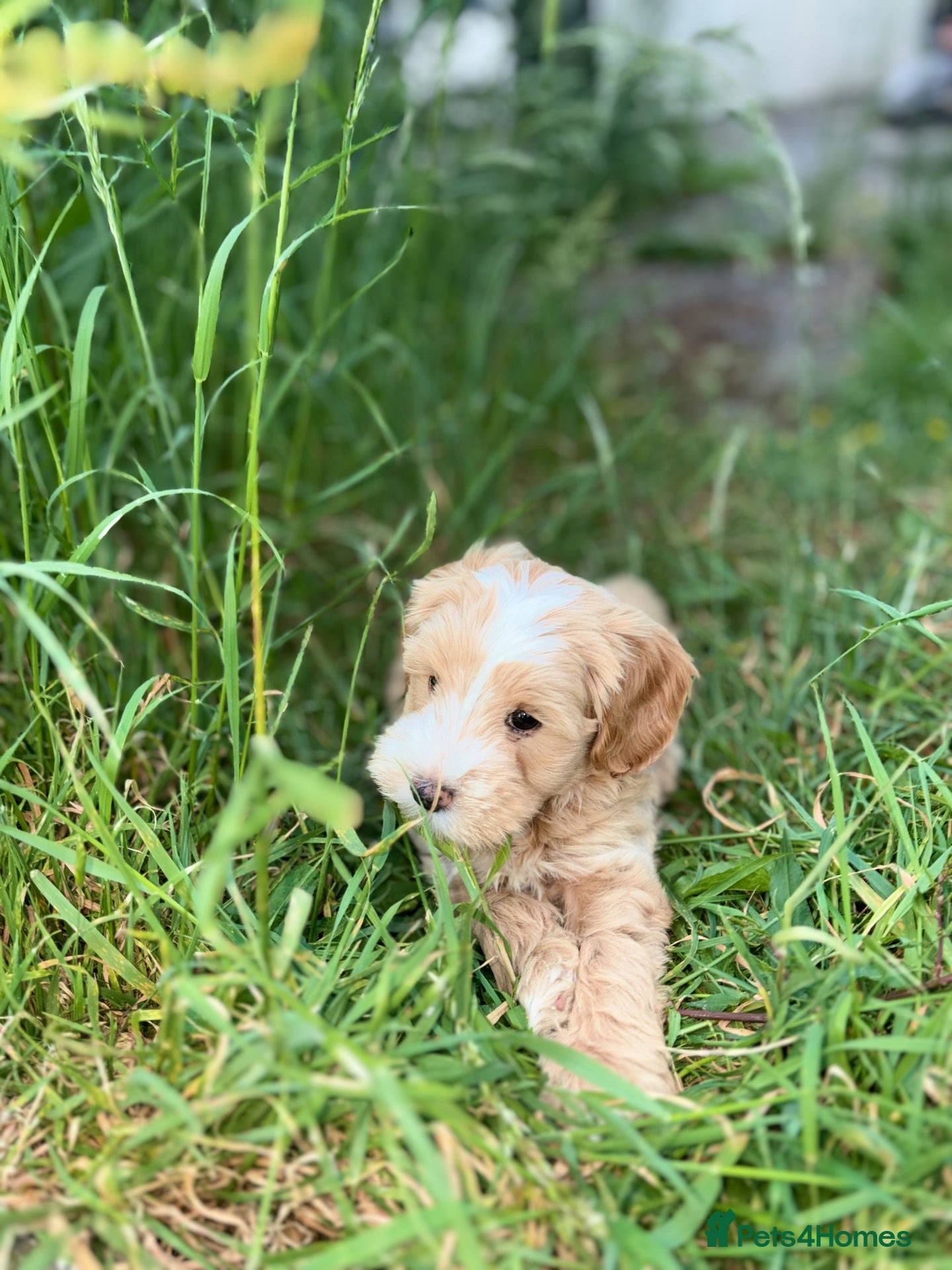 Mixed Breed dogs 5 month shitzu x poodle  - Advert 4