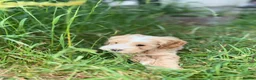 Mixed Breed dogs for sale: 5 month shitzu x poodle  in Lewes - Advert 1