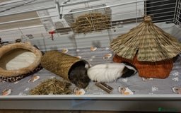 Guinea Pig rodents for sale: 2x female baby guinea pigs and accessories  - Image 1