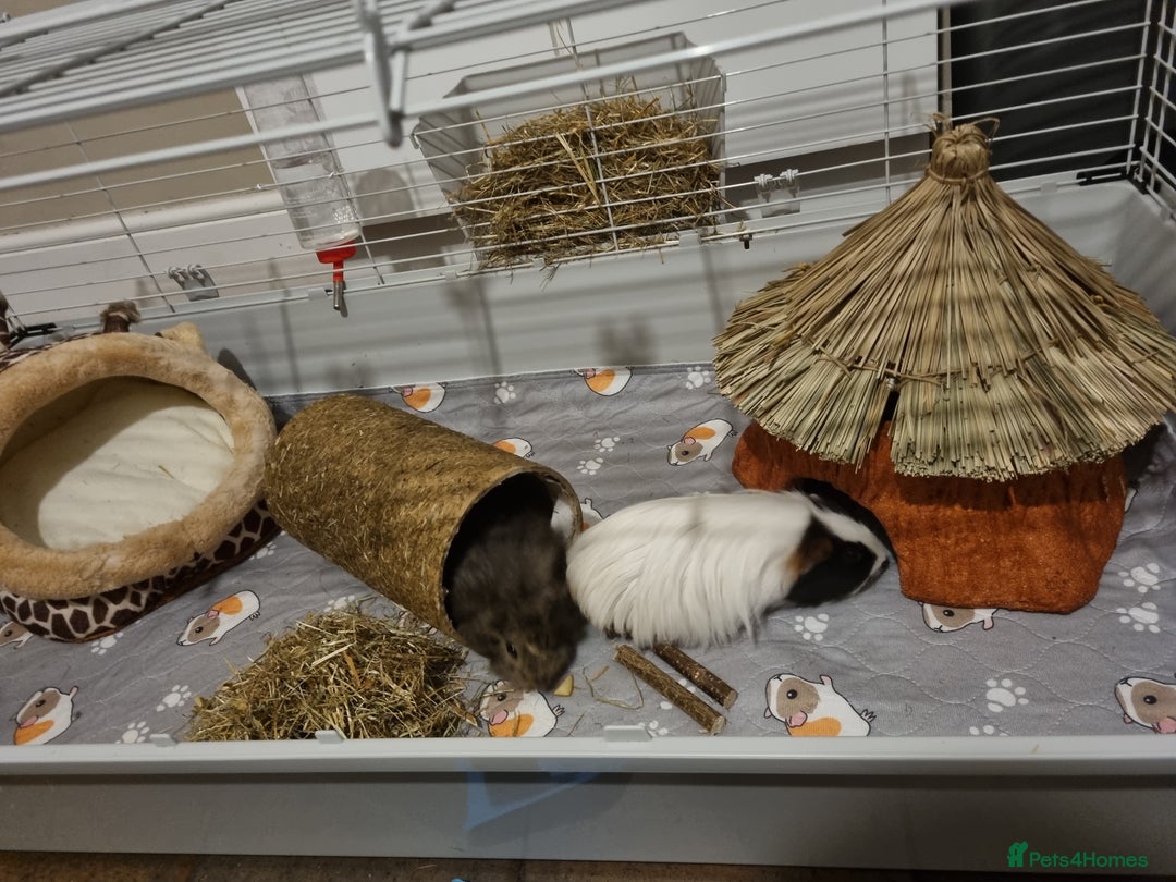 Guinea Pig rodents for sale: 2x female baby guinea pigs and accessories  - Image 1