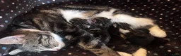 British Shorthair cats for sale: 5 beautiful kittens for sale  in Thatcham - Advert 3