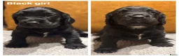 Sprocker dogs for sale: Beautiful sprocker spaniel puppies - Advert 4