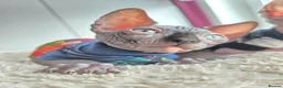 Sphynx cats for sale: Amazing DBE Sphynx kitten GCCF & TICA   - Advert 7