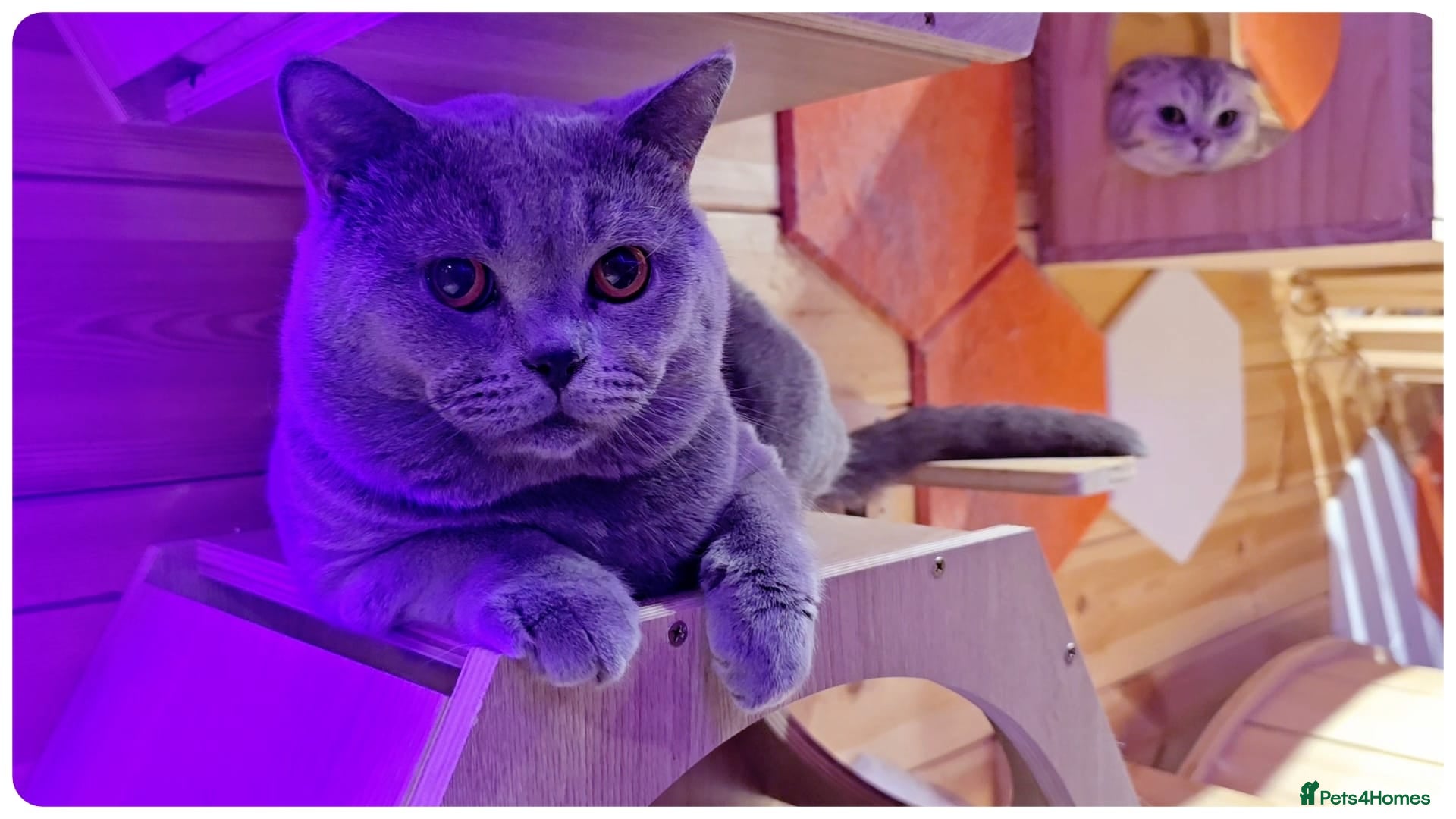 British Shorthair cats Massive British Blue Boy for stud - Advert 2