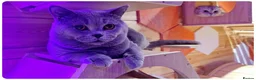 British Shorthair cats for stud: Massive British Blue Boy for stud - Advert 2