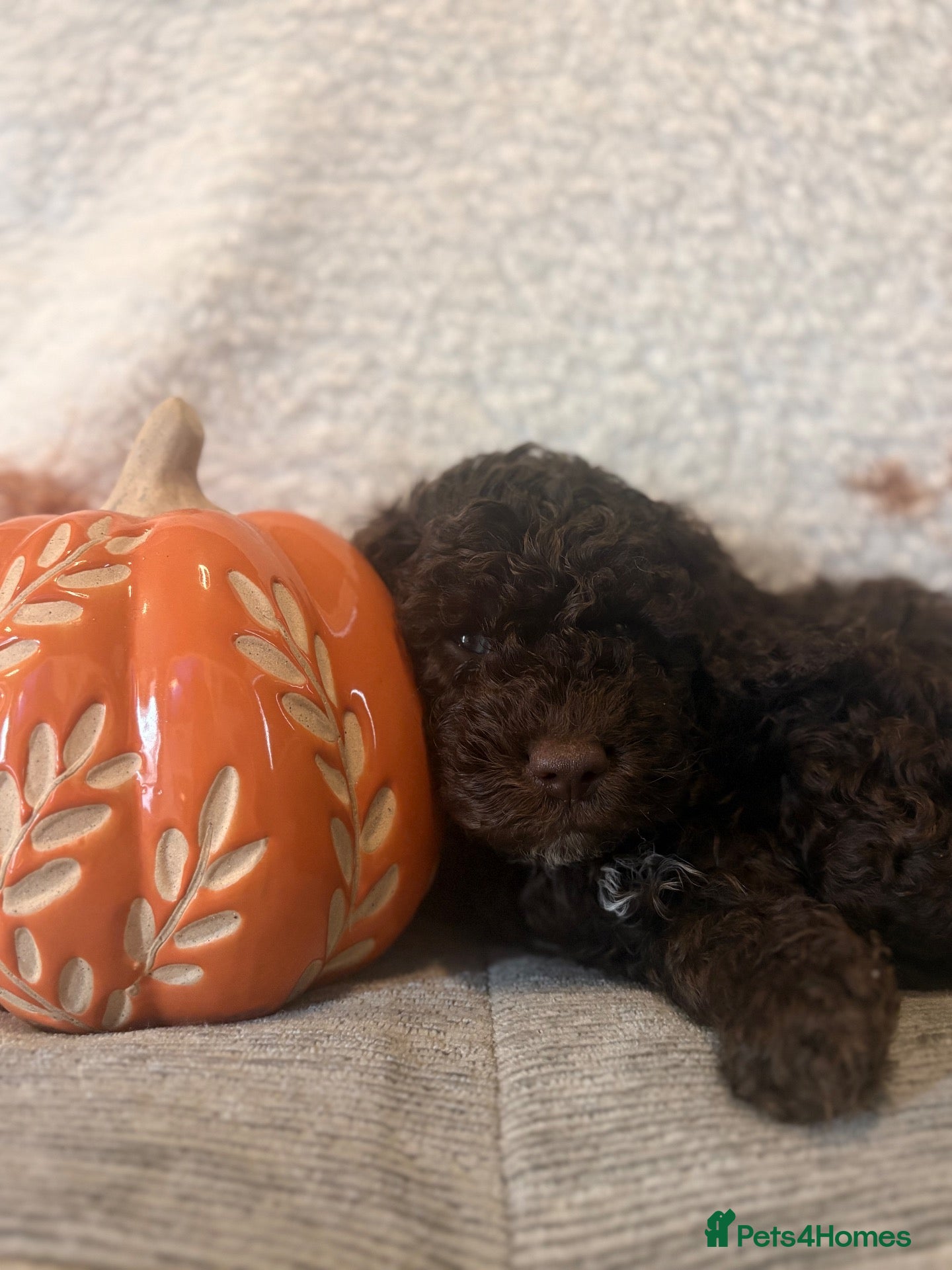 Cockapoo dogs Cockapoo puppies  - Advert 7