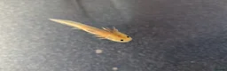 Axolotl reptiles for sale: Baby Axolotl  in Bexleyheath - Advert 14