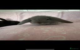 Mini Lop rabbits for sale: Beautiful little mini lop baby bunny rabbits  - Advert 25