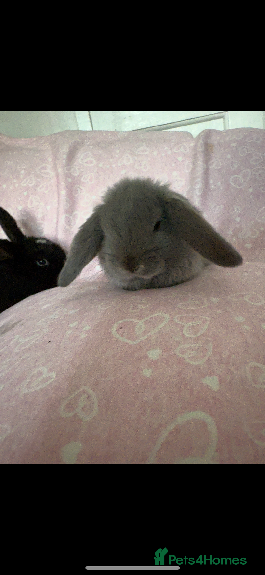 Mini Lop rabbits for sale: Beautiful little mini lop baby bunny rabbits  - Advert 25