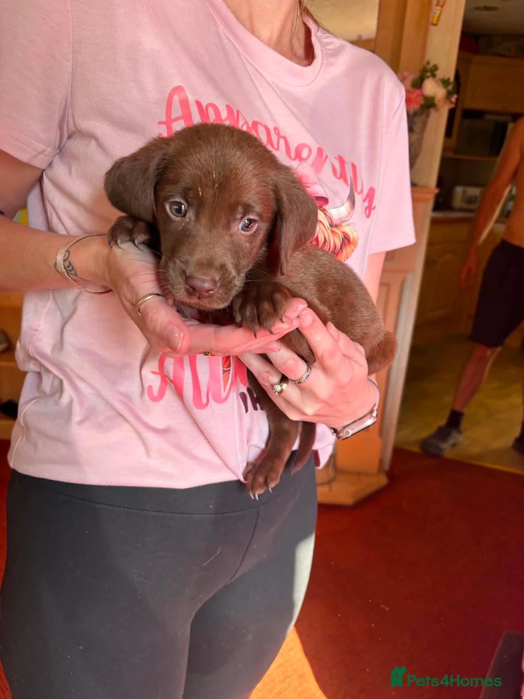 Labrador Retriever dogs for sale: Little beauty’s pup city  - Advert 2