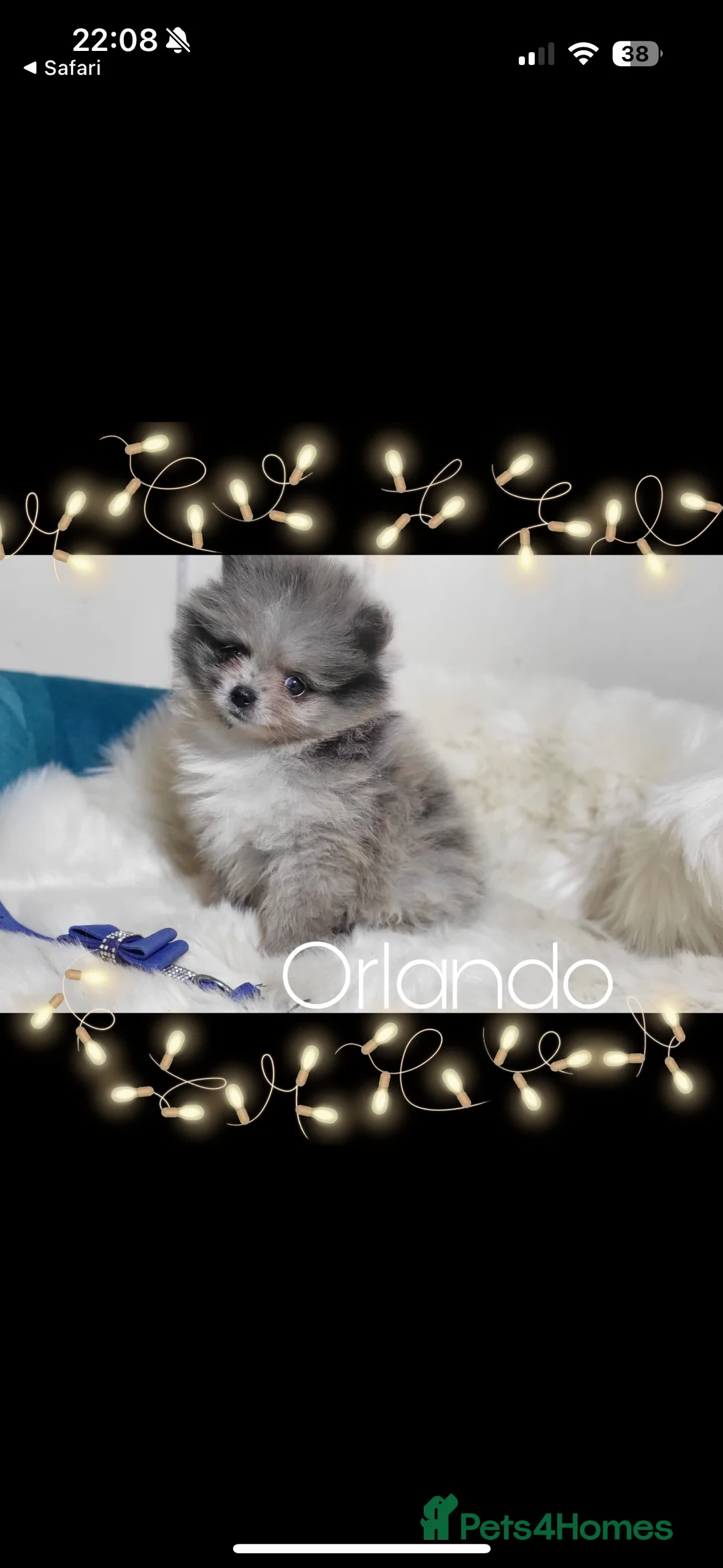 Pomeranian dogs for stud: Stunning Blue Merle Pomeranian Stud Available in Derby - Advert 15