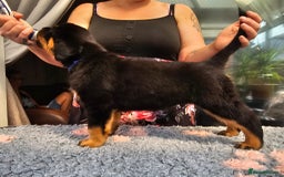 Rottweiler dogs for sale: Superb litter of dual purpose Rottweiler puppies. - Image 20