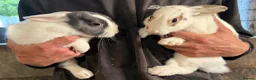 Mixed Breed rabbits for sale: Bunnies for sale - Advert 3