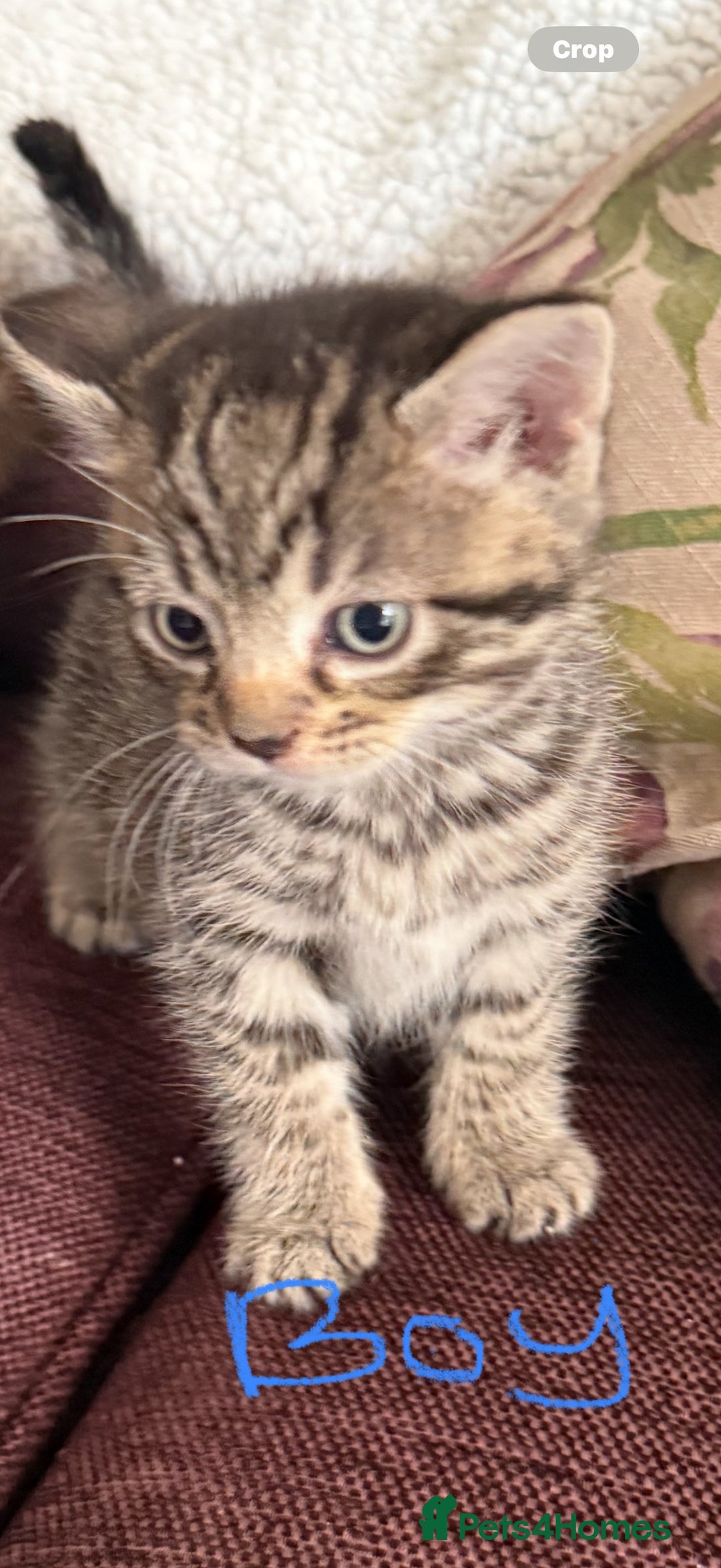 Mixed Breed cats for sale: 4 x Ragdoll mix kitten ready to leave 15/10/25 - Image 7