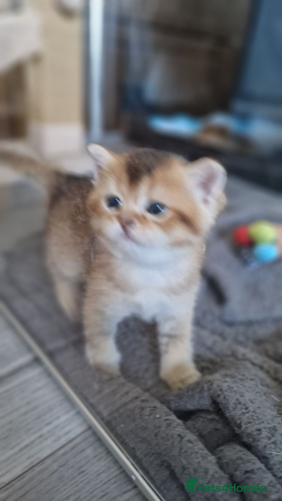 British Shorthair cats Last 1 BSH amazing boy from champion line  - Advert 13