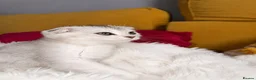 Scottish Fold cats for sale: Adorable Scottish Fold Kittens - Only 2 left - Advert 10