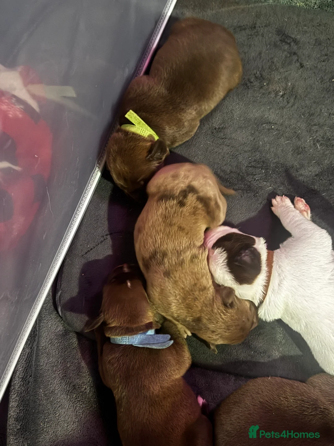 Mixed Breed dogs for sale: ‼️American bully x springer spaniel puppies ‼️  - Advert 11