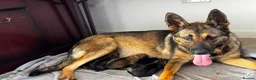 German Shepherd dogs for sale: German Shepherd Puppies – Boys and Girls Available in Birmingham - Advert 2