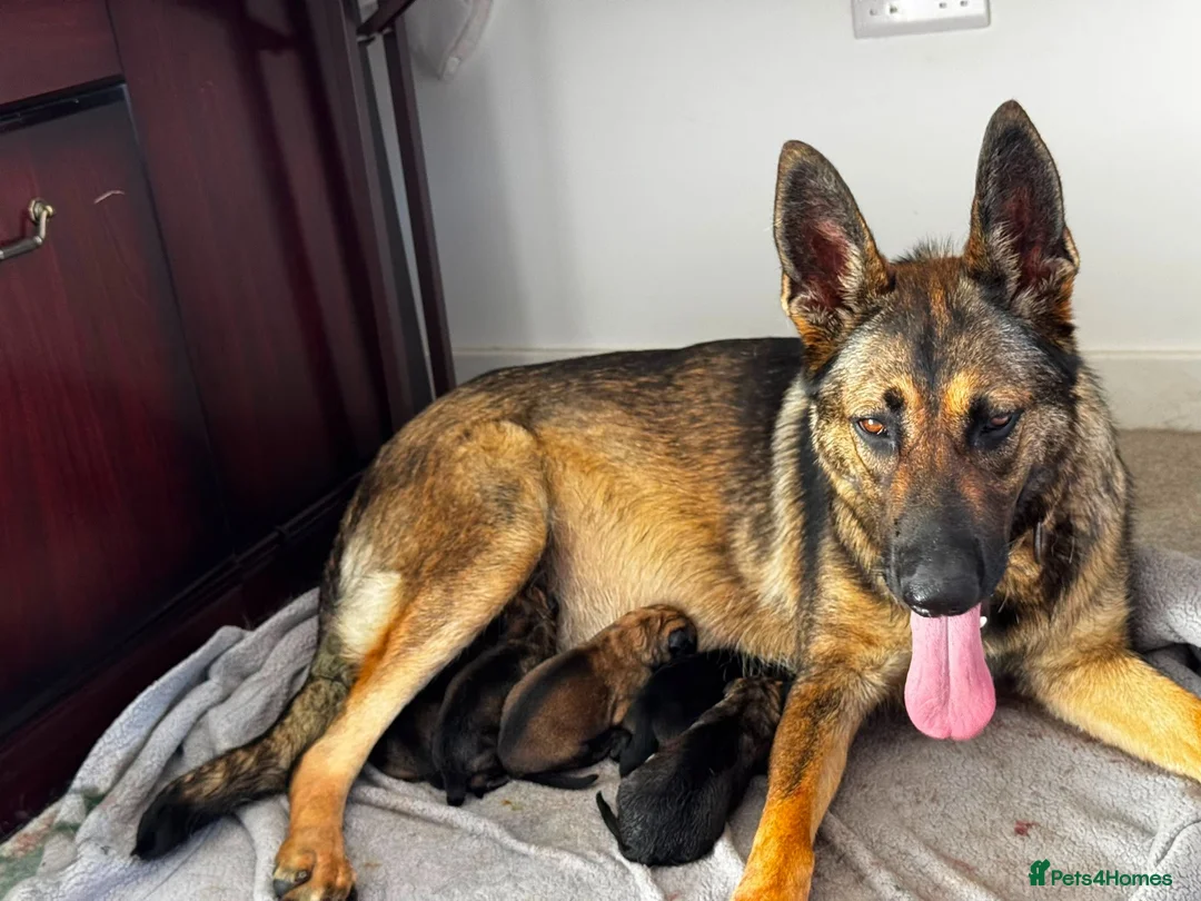 German Shepherd dogs for sale: German Shepherd Puppies – Boys and Girls Available in Birmingham - Advert 2