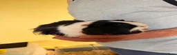 Guinea Pig rodents for sale: 4 Male Guinea Pigs in Hertford - Advert 8