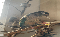 Conures birds for sale: Green Cheek Conure  - Advert 1