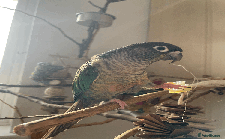 Conures birds Green Cheek Conure  - Advert 15