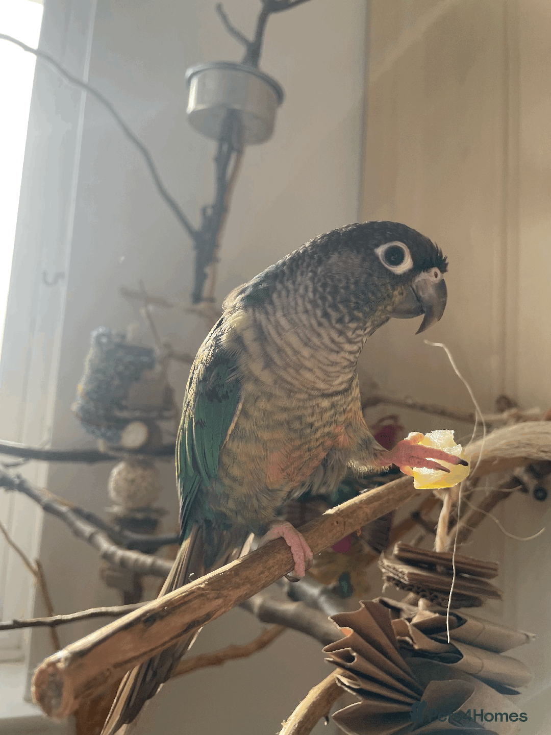 Conures birds for sale: Green Cheek Conure  - Advert 1