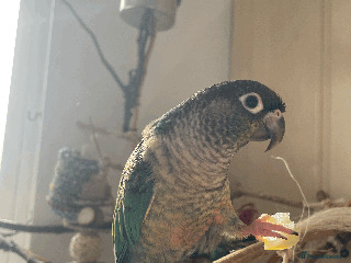 Conures birds for sale: Green Cheek Conure - Advert 1