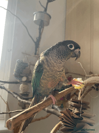 Conures birds Green Cheek Conure - Advert 4
