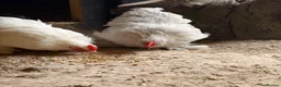 Chickens poultry for sale: Pekins , silkie and kaki campbell ducks - Advert 14