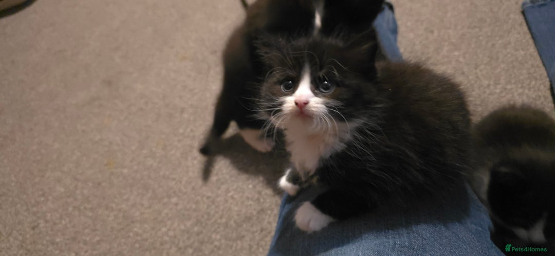 British Longhair cats for sale: Three beautiful kittens left  - Advert 5