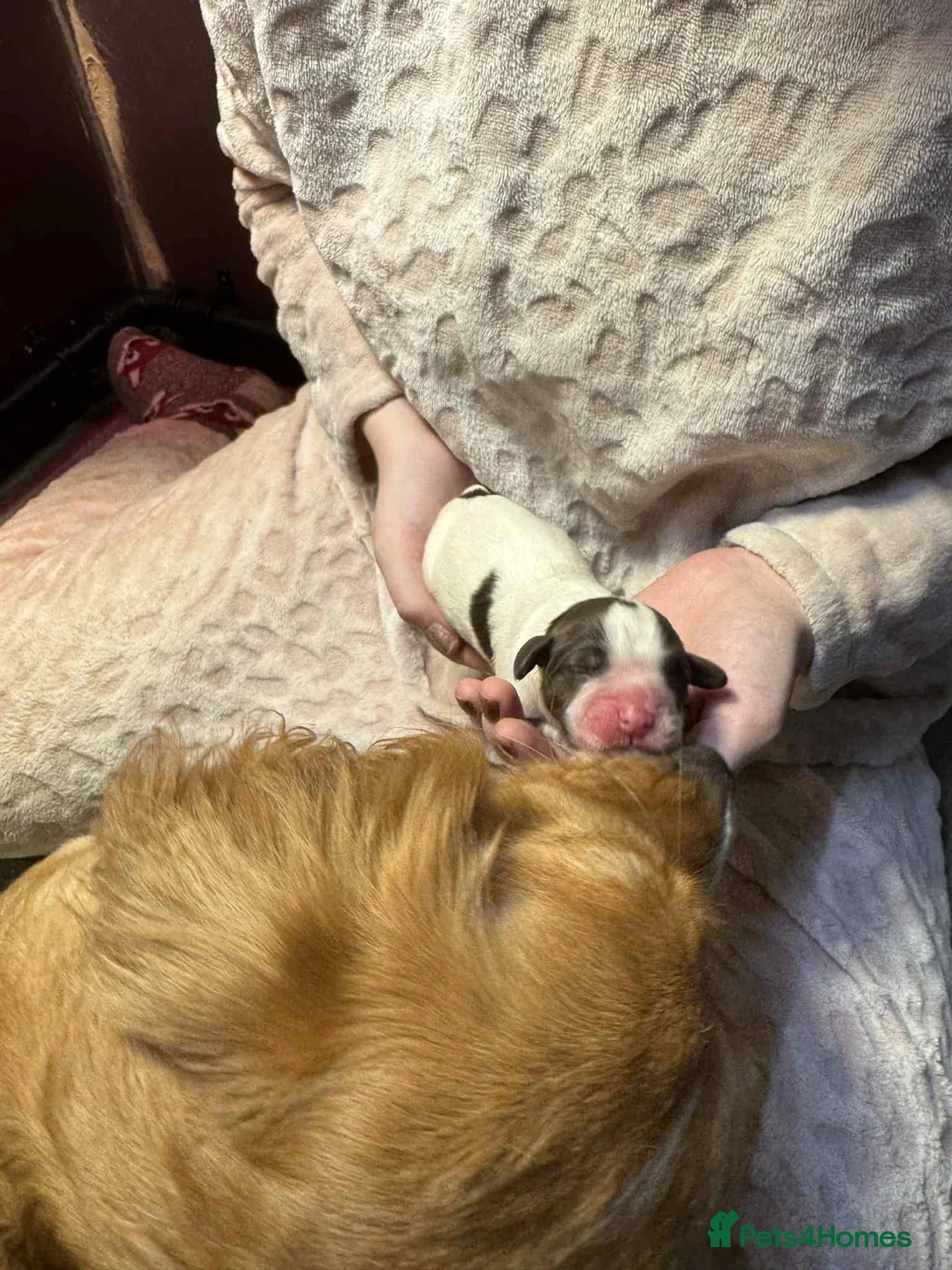 Cocker Spaniel dogs for sale: 1 BLACK MALE LEFT. Working cocker spaniel KC reg  - Advert 14