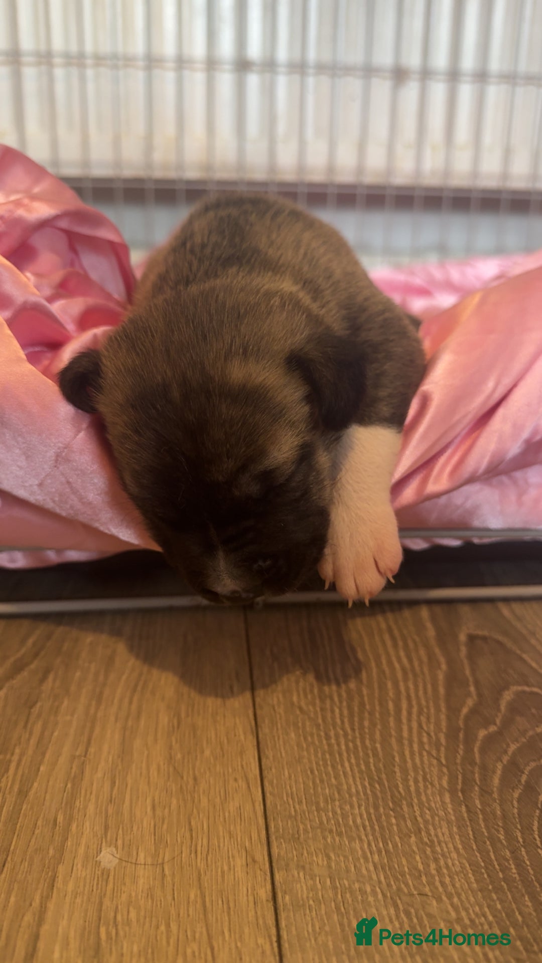 Mixed Breed dogs for sale: Husky x Staffy puppy’s ready now!  - Image 12