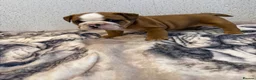 English Bulldog dogs for sale: Standard English bulldog  - Advert 2