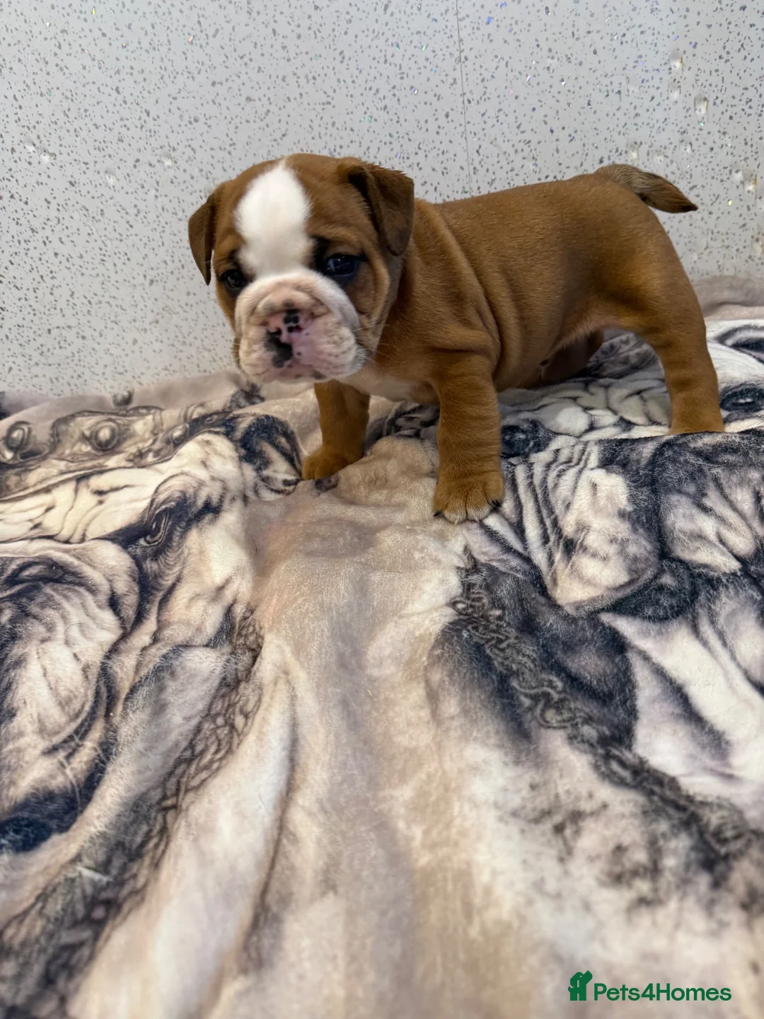 English Bulldog dogs for sale: Standard English bulldog  - Advert 2