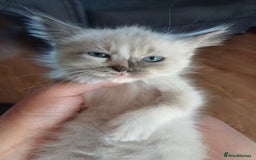 Ragdoll cats for sale: 4 gorgeous fluffy ragdoll kittens  - Image 5