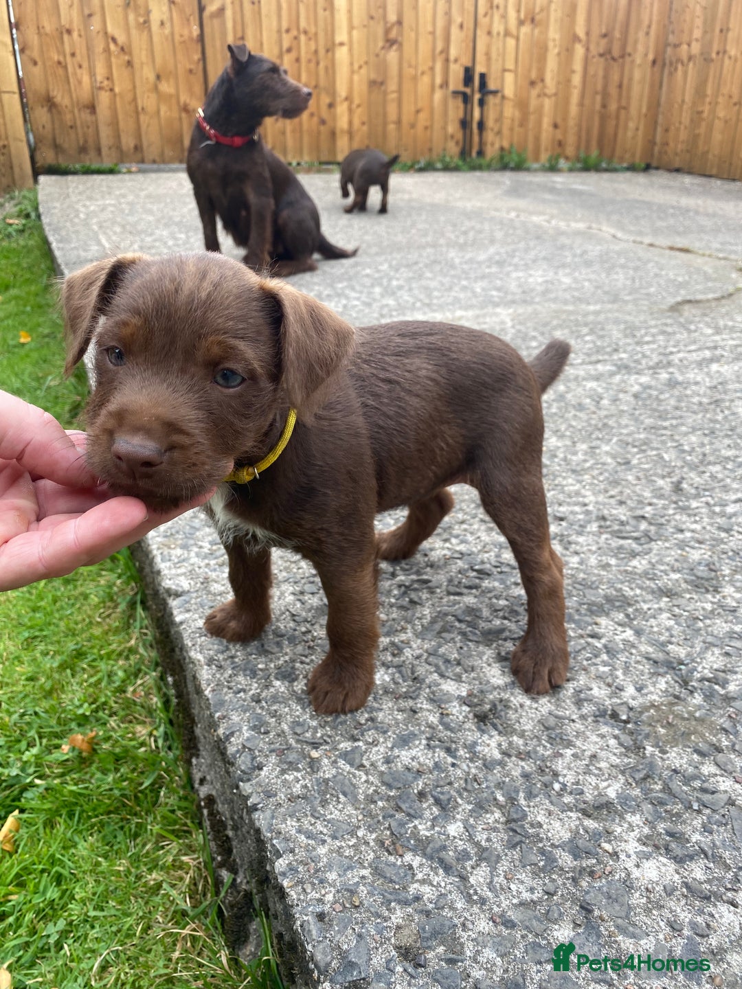 Patterdale Terrier dogs for sale: ⭐️PATTERDALE TERRIER PUPPIES  - Image 2
