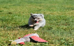Pomsky dogs for sale: Merle Genuine Toy Size  Pomsky Puppies - Image 18