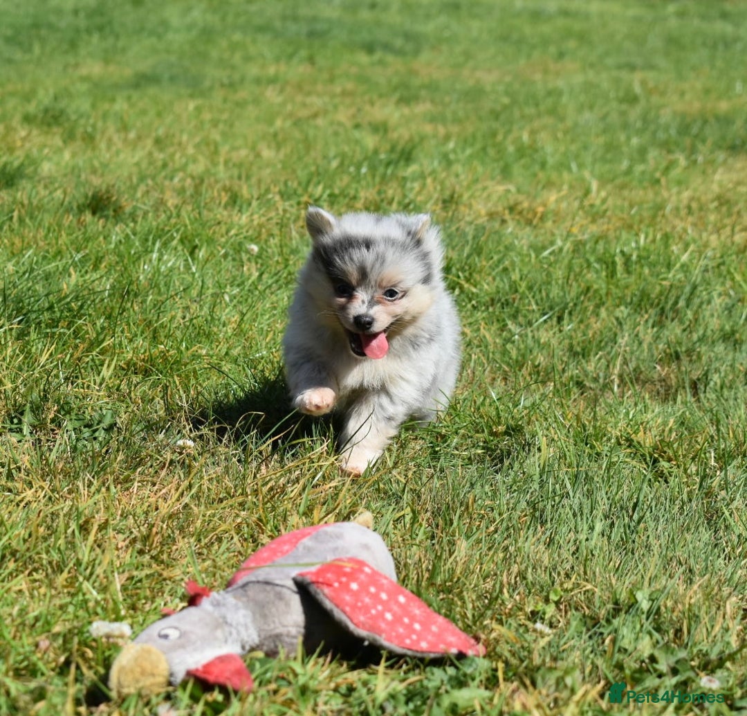 Pomsky dogs for sale: Merle Genuine Toy Size  Pomsky Puppies - Image 18