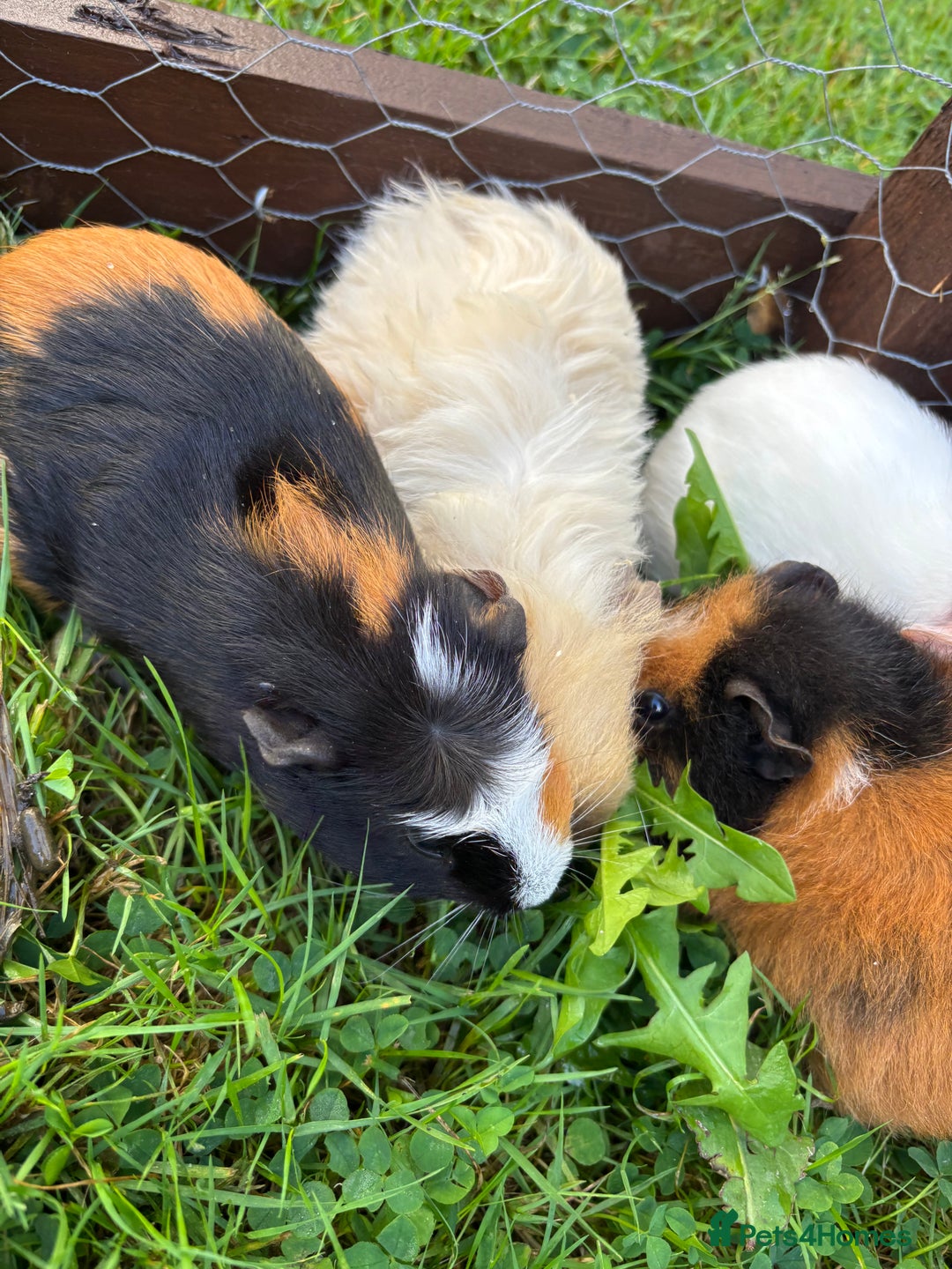 Guinea Pig rodents for sale: “4 Adorable Female Guinea Pigs with Hutch & Access - Image 5