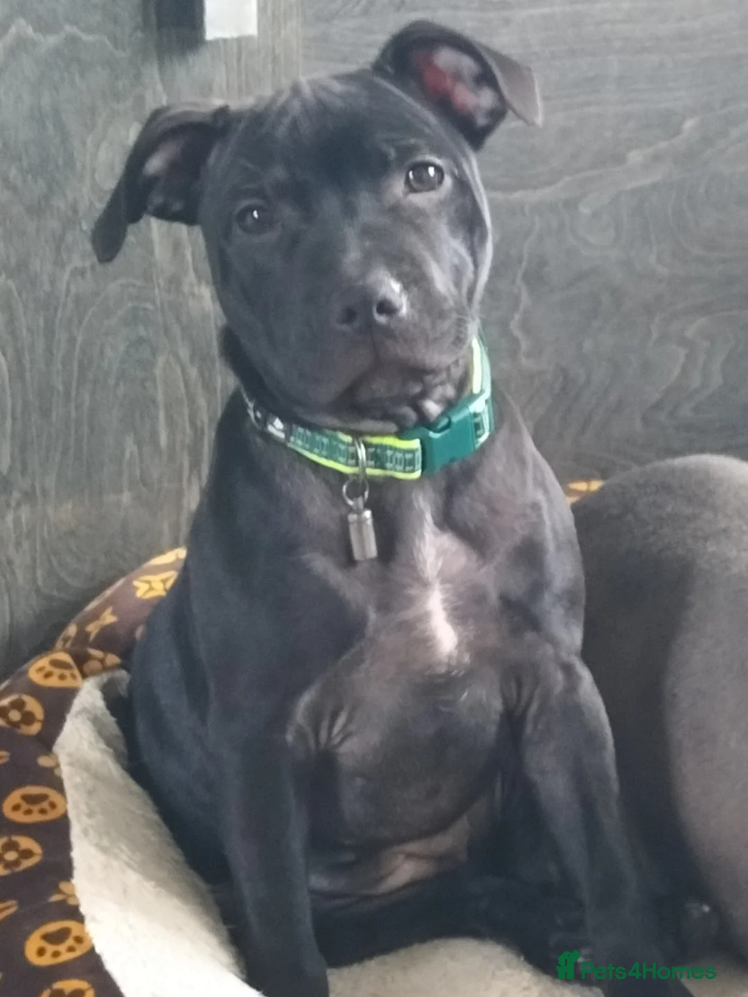 Staffordshire Bull Terrier dogs for sale: Black Staffordshire Bitch - Advert 1