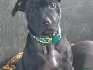 Staffordshire Bull Terrier dogs Black Staffordshire Bitch - Advert 2