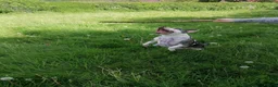 Mixed Breed dogs for adoption: ‼️ URGENT FOSTER NEEDED: LINA in Burton-on-Trent - Advert 17
