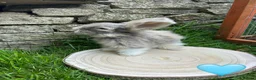 Angora rabbits for sale: Full Face English Angoras - Advert 31