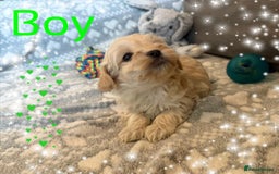 Maltipoo dogs for sale: Exceptional Genuine Maltipoo Puppies  - Advert 9