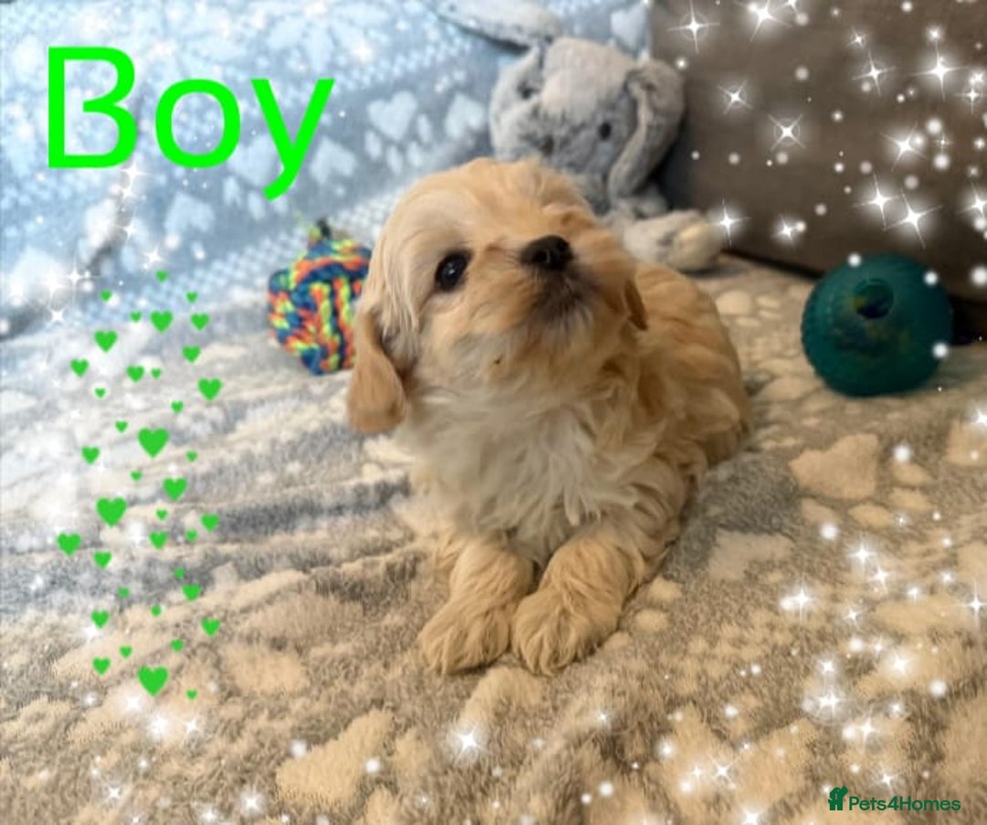 Maltipoo dogs for sale: Exceptional Genuine Maltipoo Puppies  - Advert 9