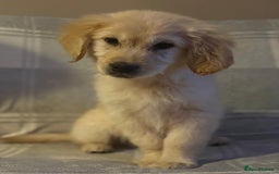 Labrador Retriever dogs for sale: Adorable 8-week-old Golden Retriever puppies  - Image 10